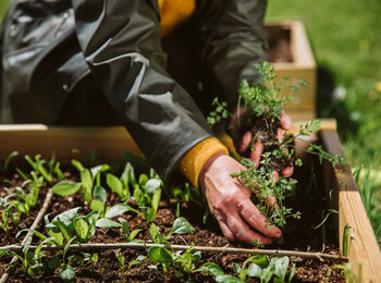 En person planterar eller rensar ogräs i en upphöjd odlingslåda i en trädgård.