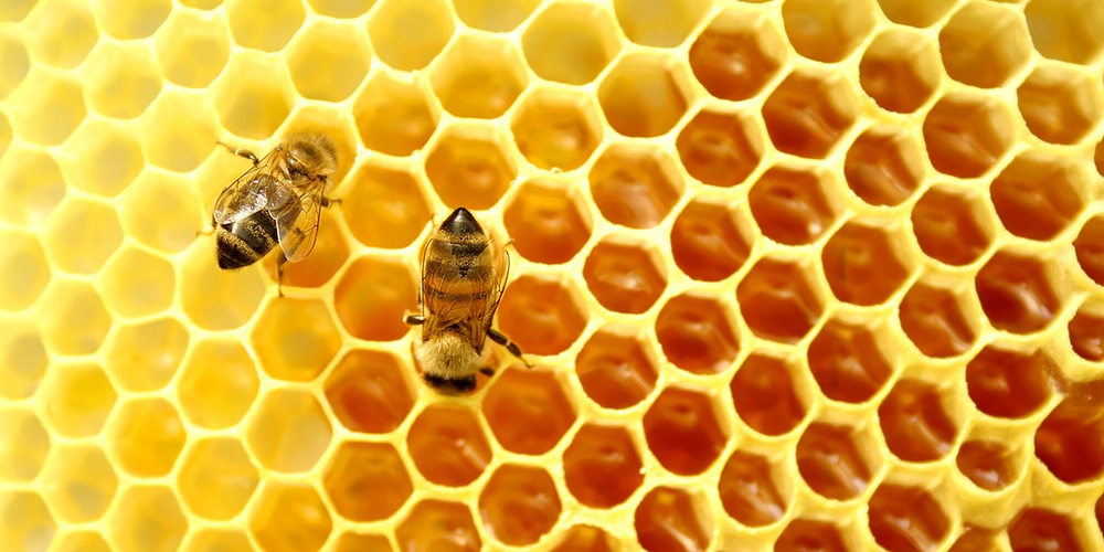Två bin kryper på en gul bikaka fylld med honung i närbild.