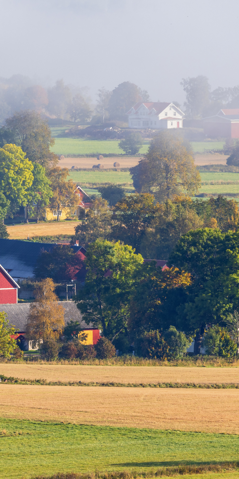 Landskapsvy över lantliga fält, träd och röda hus i morgondimma.