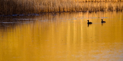 Två fåglar simmar på en sjö med gyllene reflektioner från vassen i solnedgången.