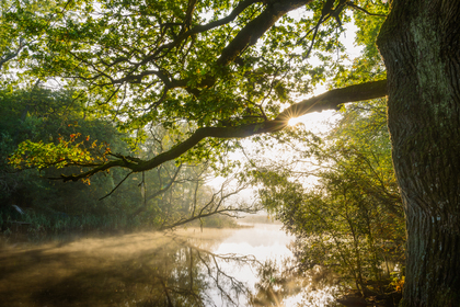 Solstrålar lyser genom trädgrenar över en stilla sjö omgiven av grönska och dimma.