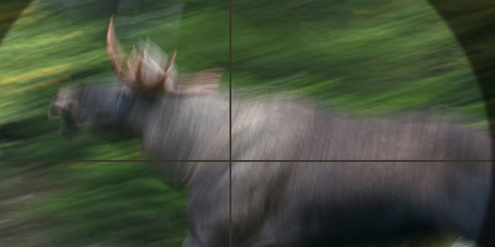 En älg springer genom skogen, sedd genom ett kikarsikte med rörelseoskärpa.