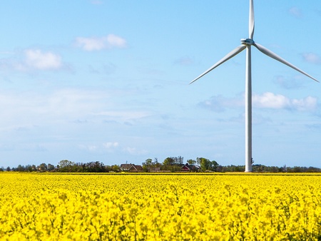 Ett vindkraftverk står på en gul blommande åker under en blå himmel med några moln.
