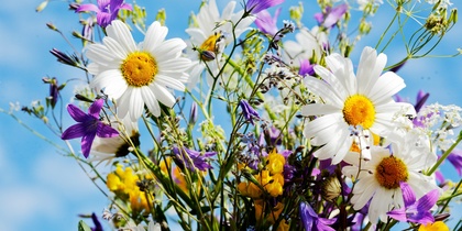 En bukett med färgglada sommarblommor, bland annat prästkragar och blå klockor, mot en blå himmel.