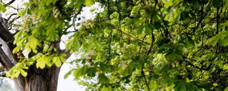 En ensam hjort står på en grön skogsstig omgiven av träd och frodig växtlighet.