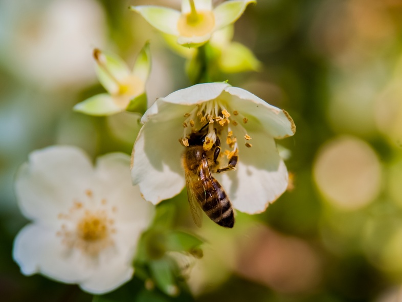 En närbild av ett bi som samlar nektar från en vit blomma i dagsljus.
