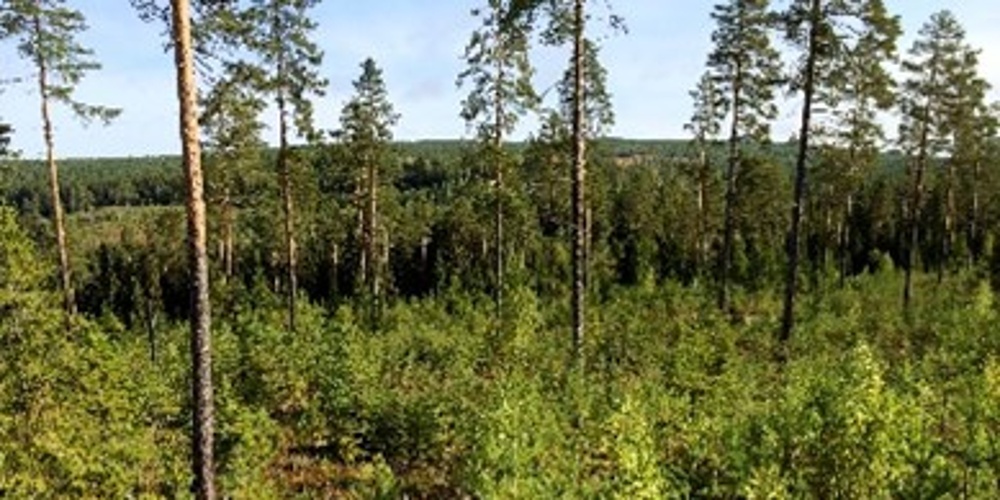 Utsikt över en skog med höga tallar och tät undervegetation under en klar himmel.