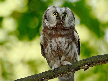 En uggla sitter på en gren med suddig grön bakgrund av löv.