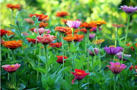 Färgglada zinnior blommar i en grönskande trädgård med olika nyanser av rosa, orange, rött och lila.