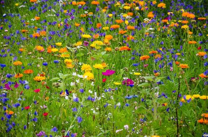 Föreläsning om naturens positiva effekter på vår hälsa