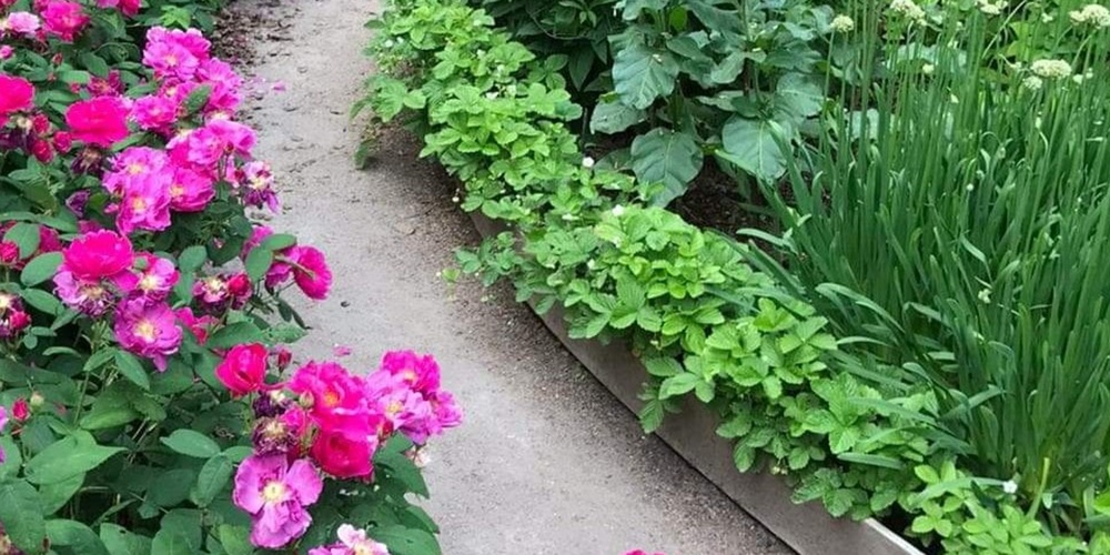 En grusgång slingrar sig genom en trädgård med rosa blommor och gröna växter på båda sidor.