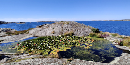 En liten damm med näckrosor på en klippa vid havet under klarblå himmel.