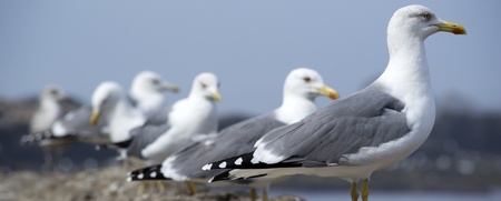 Flera måsar står på rad på en stenig strand med havet i bakgrunden.