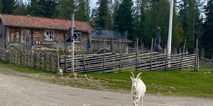 Två getter går på en grusväg framför en gammal träbyggnad och ett staket, omgiven av tallskog.