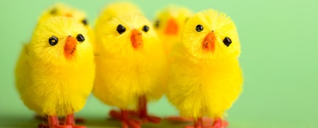 Flera små gula kycklingar av plysch står på en grön bakgrund.