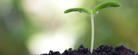 Ett litet grönt skott växer upp ur mörk jord med suddig grön bakgrund.