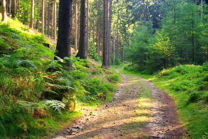 En solbelyst skogsstig slingrar sig genom en grön, tät barrskog med ormbunkar och höga träd.