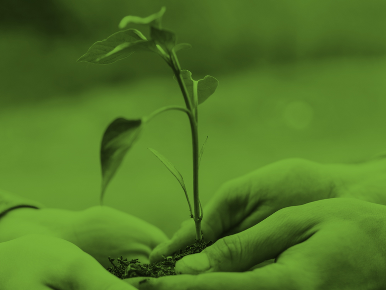 Två händer håller en liten planta med jord, bakgrunden är suddig och bilden har grön ton.