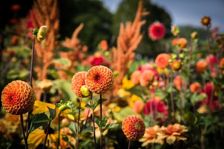 Växtmarknad i samarbete med Agro Park