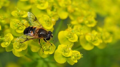 En närbild av ett bi som sitter på små gula blommor.