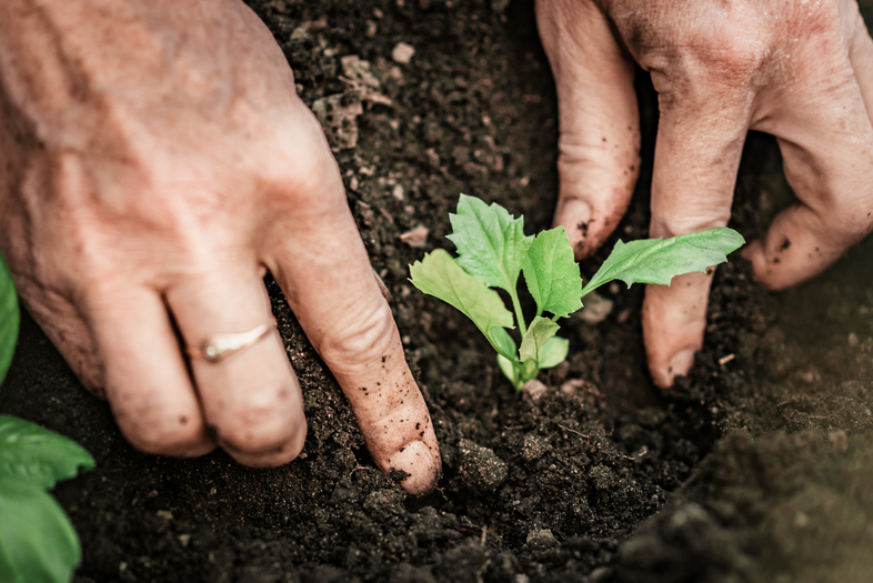 Två händer planterar en liten grön planta i mörk jord utomhus.