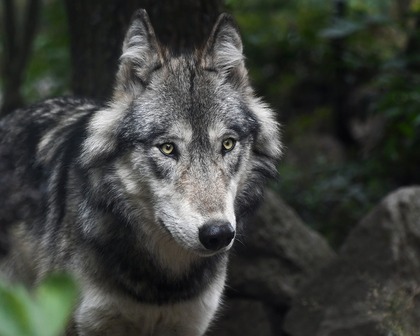 En grå varg står i en skogsmiljö och tittar rakt mot kameran.