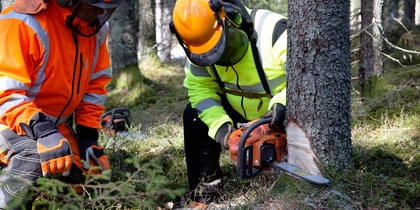 Två personer i skyddskläder fäller ett träd med motorsåg i en skog.