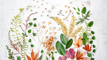 Olika torkade och färska blad och blommor arrangerade på en vit bakgrund.