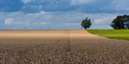 Ett stort vetefält under en blå himmel med moln, träd och ett hus i bakgrunden.