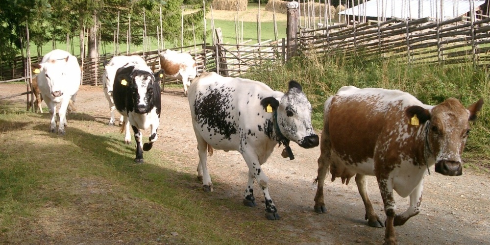 Fem kor går på en grusväg bredvid ett trästaket på landet, med skog och en lada i bakgrunden.