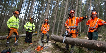 Fem personer i skyddskläder arbetar med att fälla träd i en skog, en person pekar och håller i en motorsåg.