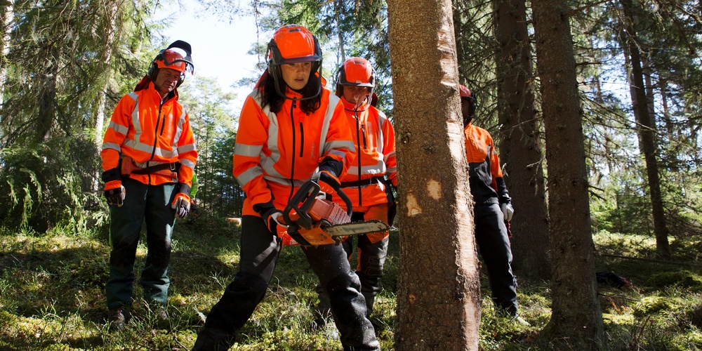 Fyra personer i orange skyddskläder fäller ett träd med motorsåg i en skog.