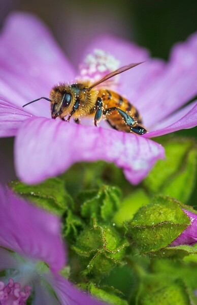 En närbild av ett bi som sitter på en lila blomma och samlar nektar.