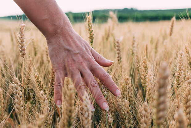 En hand rör vid gyllene vetestrån på ett fält under en ljus sommardag.