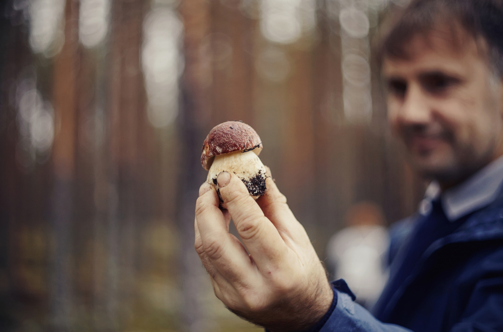 En person håller upp en liten svamp i skogen, bakgrunden är suddig.