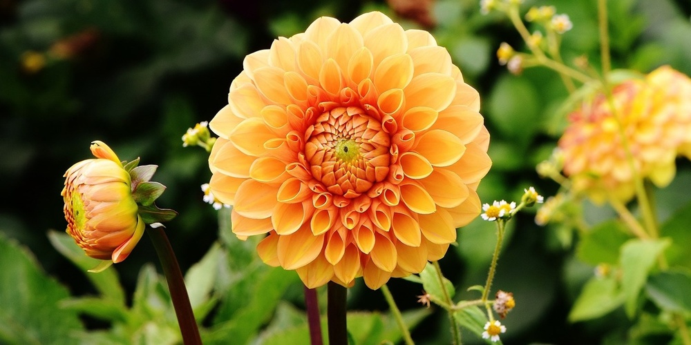 En orange dahlia blommar i närbild med gröna blad och knoppar i bakgrunden.