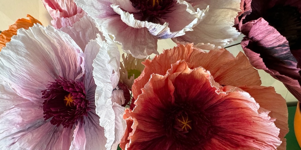 Närbild av stora, färgglada pappersblommor i olika nyanser av rosa, lila och orange.