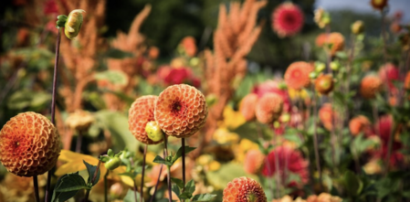 Närbild på orange och röda dahlior i en färgglad blomsterträdgård med suddig bakgrund.