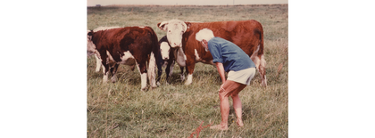 En person med vitt hår och blå skjorta står böjd på en äng nära tre bruna och vita kor.