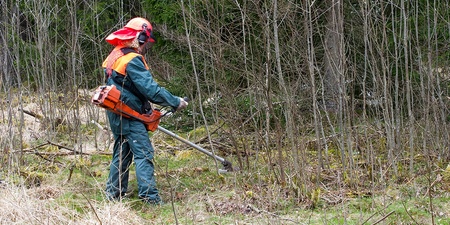 Person med skyddsutrustning röjer sly med röjsåg i en skogsmiljö.