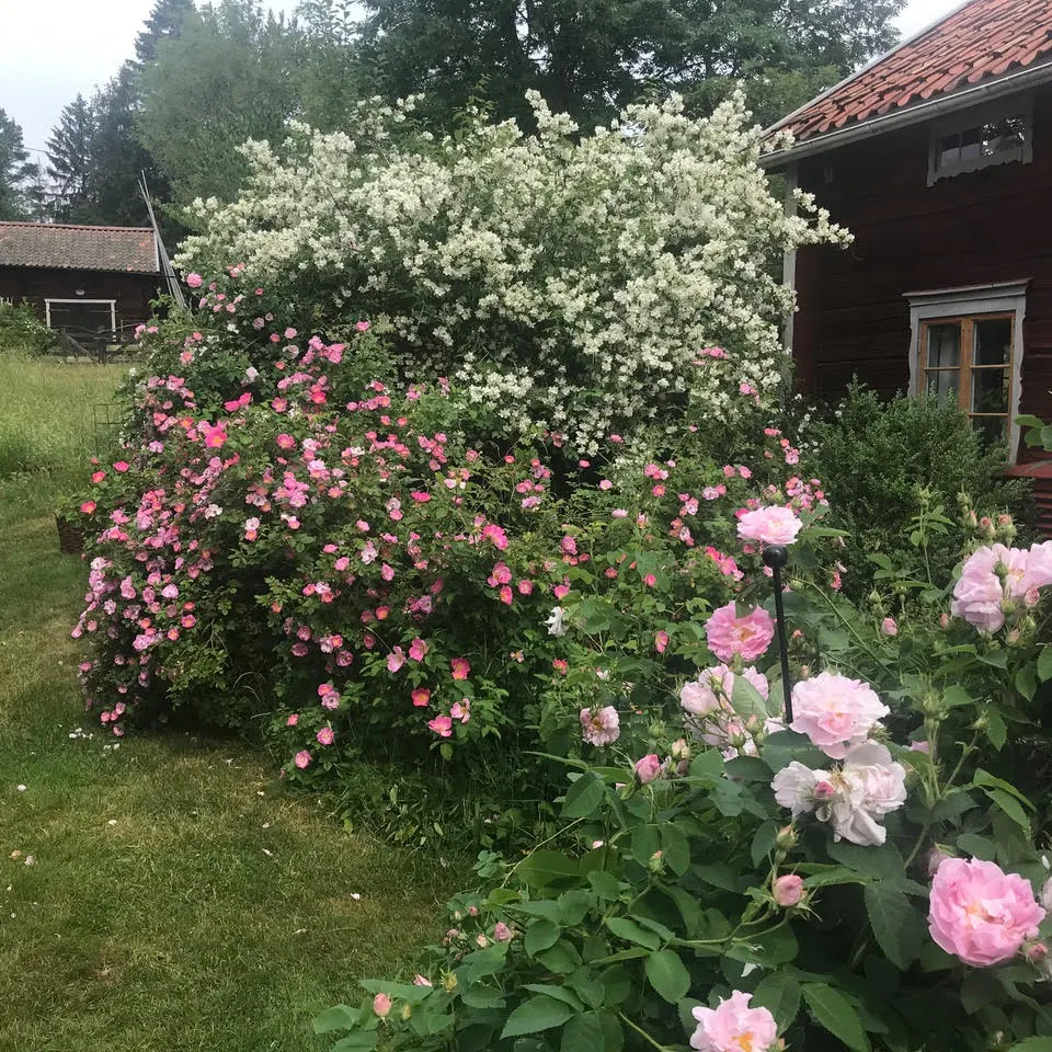 En trädgård med blommande buskar och rosor framför ett rött trähus på landet.