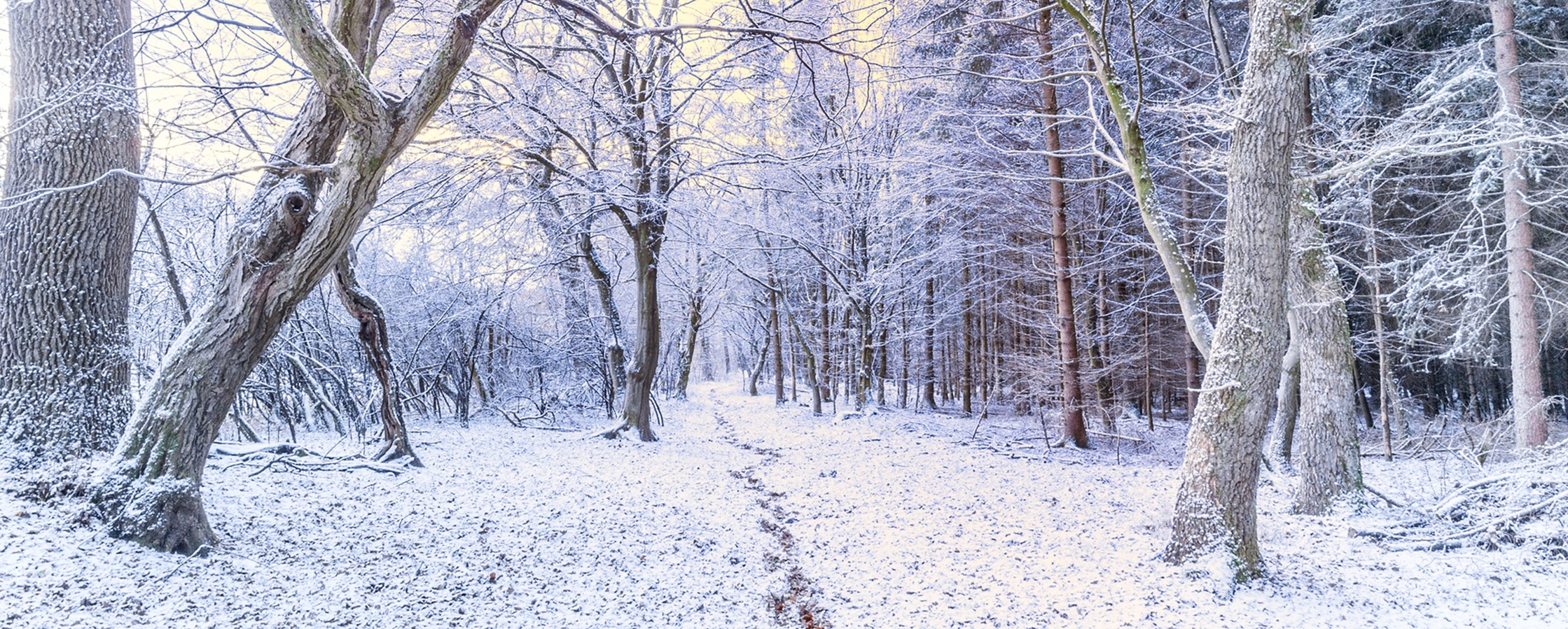 Snötäckt skog med nakna träd och en smal stig under en ljusgul himmel.