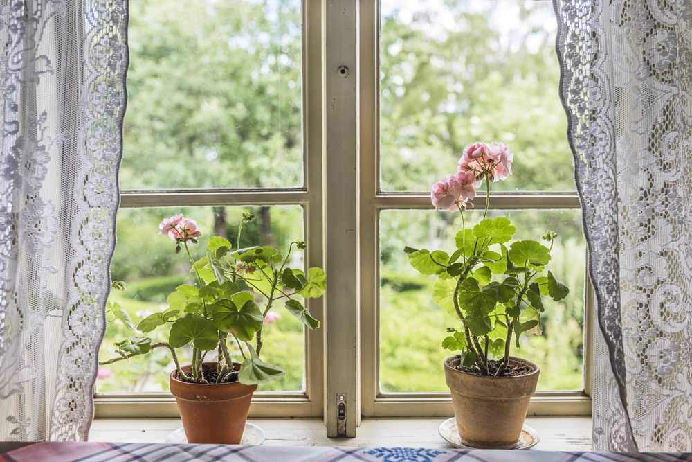 pelargoner i ett fönster