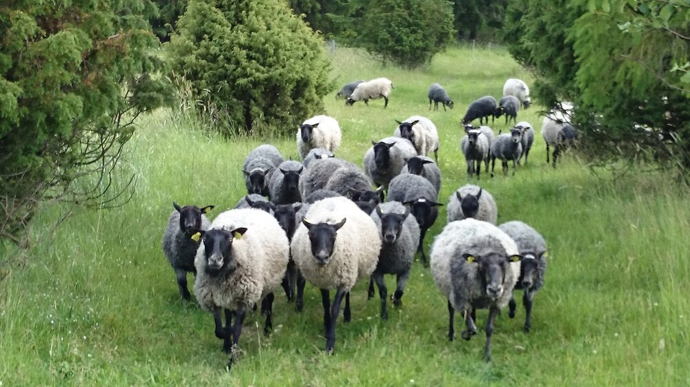 En flock grå och svarta får går på en grön äng omgiven av träd.