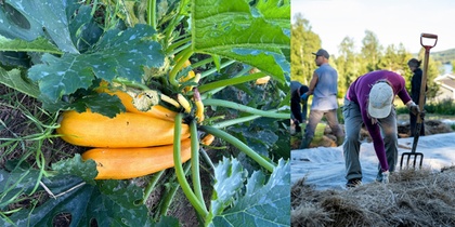 Tre bilder: person med skyddsutrustning, gula zucchinis i trädgårdsland, personer som arbetar med hö på åker.