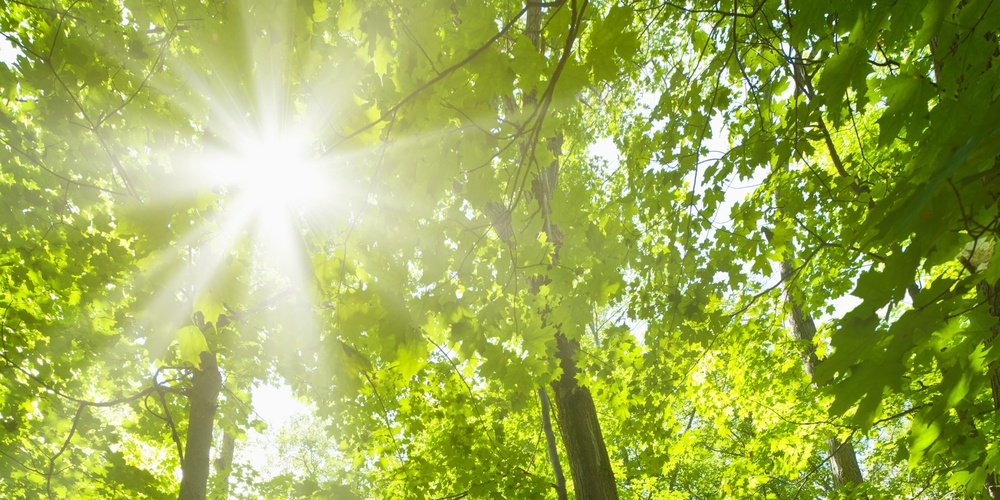 Solstrålar lyser genom täta gröna träd i en skog med en smal stig på marken.