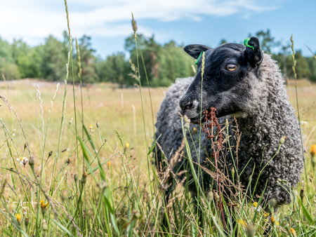 Ett får med svart huvud och lockig ull står i en sommaräng med högt gräs och blommor.