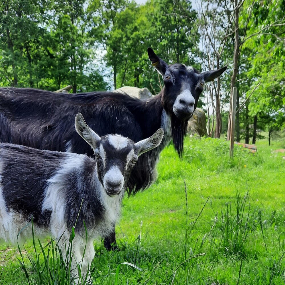 Två getter, en vuxen och en killing, står på en grön äng med träd i bakgrunden.