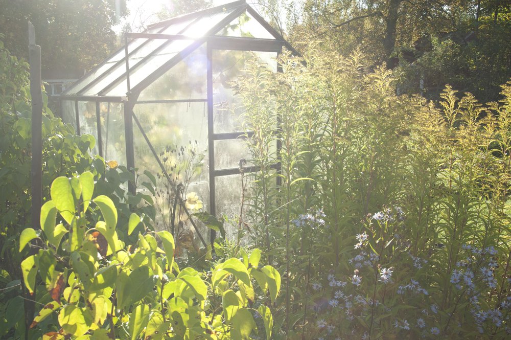 Ett växthus i trädgårdssol omgiven av frodiga gröna växter och blommor.
