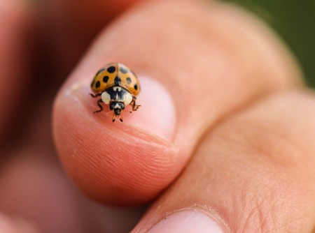 En nyckelpiga sitter på en människas fingertopp, nära nageln, med suddig bakgrund.
